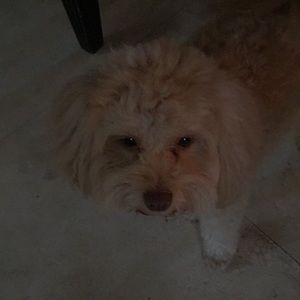 Meet your Posher, Meghan